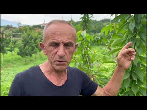 Dibër, Arinjtë zbresin nga mali, sulmojnë banorët, mësyjnë plantacionet me qershi