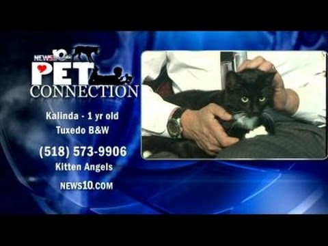 11/18 Pet Connection: Kalinda