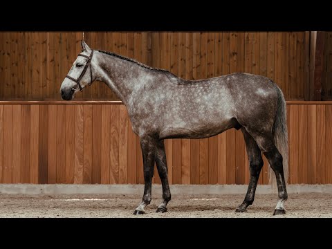 Copain de Minka Z - Standing