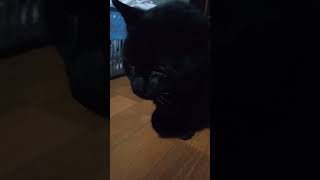 知らない黒猫に限界まで近づきチャレンジ。 #猫 #shorts