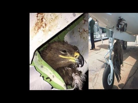 VULTURE BIRD VERSUS BRITISH AIRWAYS PLANE IN CHINA-Airplane crashes into big bird -दुनिया चौंक गई है