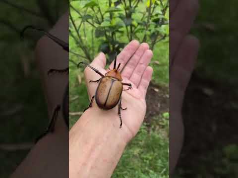 Giant Rhino Beetle - almost bit me! ~Cute and beautiful ~