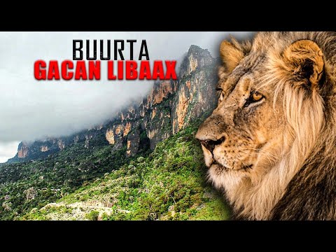 SAFARKAYGII BUURTA GACAN LIBAAX | My Journey Gacan Libaax Peaceful Mountain 