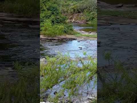 Olhem a situação do Rio Iguaçu em Porto Amazonas PR nesse dia 24/04 #seca #paraná