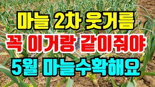 마늘2차웃거름 꼭 이거랑 같이줘야 5월 마늘 수확해요.늦으면 안됩니다.
