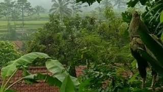 Download lagu musik rileksasi sunda di tambah pemandangan yang sejuk mp3