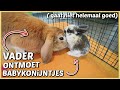 VADER KONiJN ONTMOET VOOR HET EERST BABYKONiJNTJES ( gaat niet goed) ? | Bellinga Vlog #2485