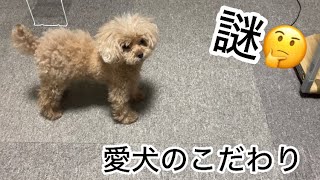 素朴な共働き中年夫婦とシニア犬との暮らし　トイプードル／パート主婦