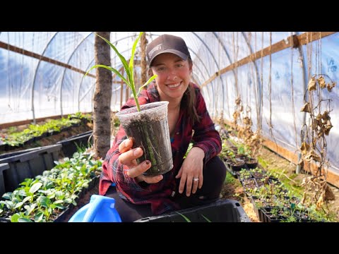 Securing Our Food | Chickens & Beekeeping in the Far North