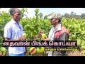 Guava Cultivation | Koyya valarppu | கொய்யா வளர்ப்பு | Thaiwan pink Guava