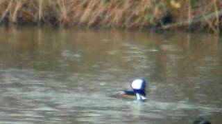 preview picture of video 'Hooded Mergansers 2'