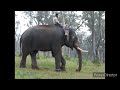 Animal Alphabet