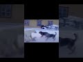 polar bear sow with small cubs vs three dogs