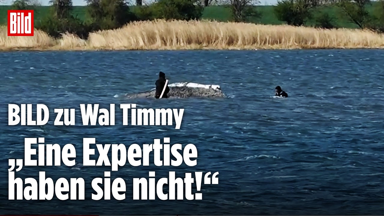 CHAOS UM WAL TIMMY: Team-Zoff, Rücktritte und fragwürdige Helfer eskalieren Lage | Vertraulich-Clips