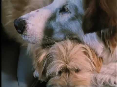 Little Heroes 2 2000 Full Movie