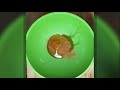 Gluten Free Cooking With Madison Ep 1 Poptarts
