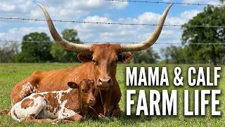 Texas Longhorn Mama & Her Calf on a Beautiful Spring Day | Sweet Farm Moments | Real Farm Life