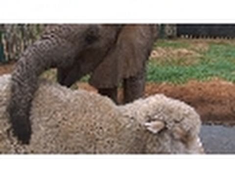 A Match Made in Africa - Amazing!