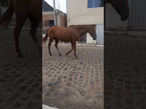ate cavalo vive solto aqui em minha cidade camutanga PE