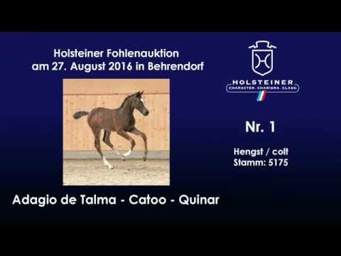 Holsteiner Fohlenauktion 2016 in Behrendorf - Nr. 01 v. Adagio de Talma - Catoo