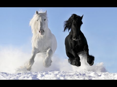 Top 10- Cavalos Mais Bonitos do Mundo