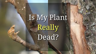 Is My Plant Dead (or Just Dormant) after Winter?