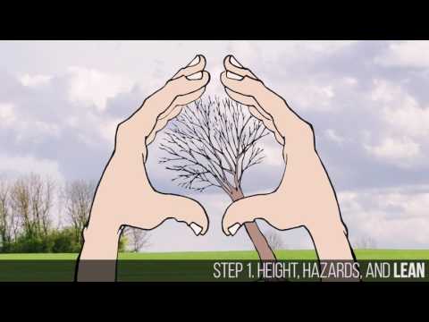 The Five Step Felling Plan: A Safe and Effective Way to Take Down a Tree with a Chainsaw