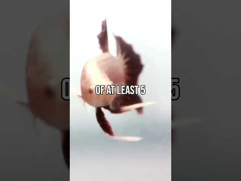 Betta Fish Care in 3 Steps