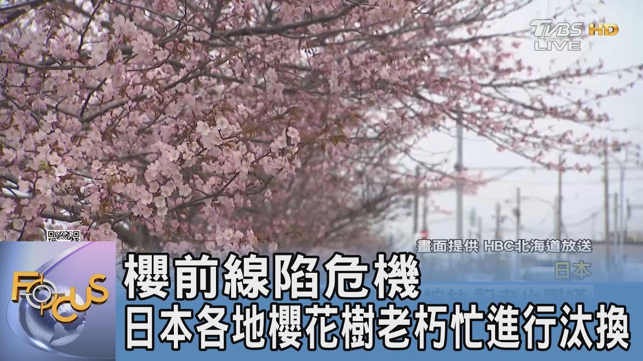 櫻前線陷危機 日本各地櫻花樹老朽忙進行汰換