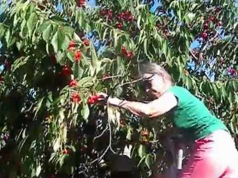CHERRY PICKING, SMITH'S ORCHARD CIDER MILL, PENDLETON, NY