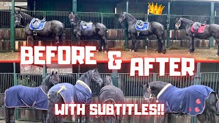 To the forest with the fantastic four! | Fan of Queen👑Uniek | With subtitles!! | Friesian Horses