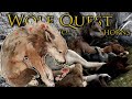 birth of a blossoming litter of wolf pups 🐺 wolf quest wolves of thorns • 23