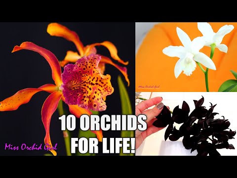 , title : '10 Orchids I don't want to live without! - My most precious Orchids