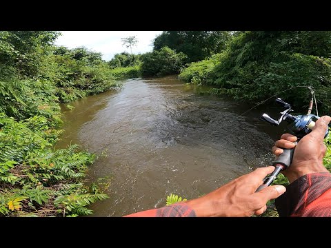 SADIS TARIKAN IKAN HAMPALA DISINI BIKIN PEMANCING IRI!! MANCING IKAN HAMPALA DI SUNGAI