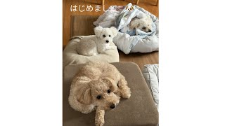 犬3匹との暮らし｜犬との朝の時間