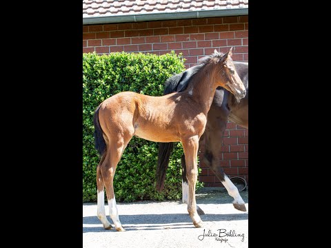 Hengstfohlen *Mai 2021 Vitalis - Negro - Swarowski - Fürst Heinrich - Donnerhall