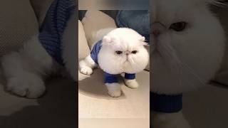 Funny animals 2023😆 - Funniest Cats and Dogs Video🐕🐈339 #shorts