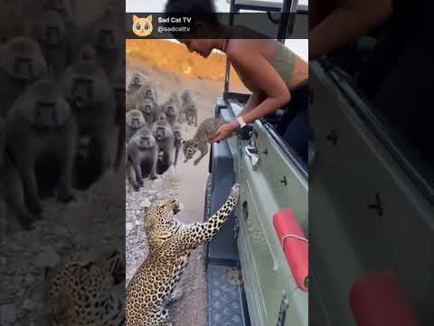Leopard Gives Cub to Person... As Baboons Close In! 😱🐆
