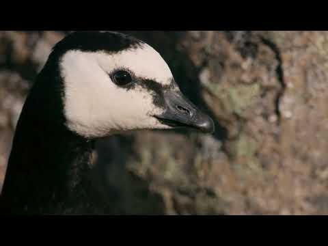 La sobre vivencia de los Patos Salvajes en las alturas