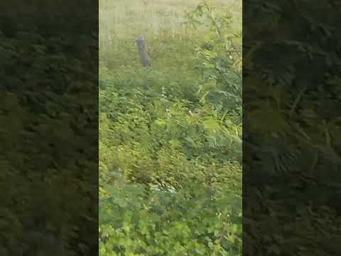 BR 235 trecho caracol Piauí/ Campo alegre de Lurdes Bahia