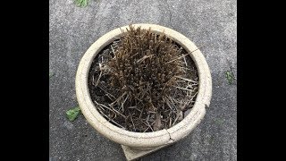 Quick Tip: How to get a stuck root ball out of a planter