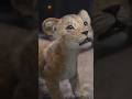 Why Kiara Appeared In Mufasa The Lion King Shorts Disney