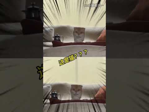 啊？这是猫啊？#萌宠 #猫咪 #离谱 #万万想不到 #搞笑