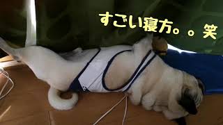【パグ】はむぞう日記#22【裏返し】