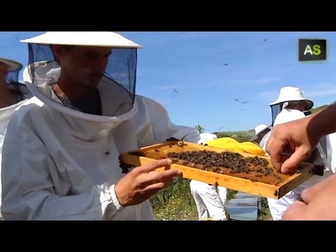 AS Andalusian beekeepers apply artificial insemination to queen bees to save its population