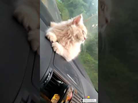 SUBSCRIBE THIS CHANNEL 4 MORE VIDEOS💫 . . . #cats #loveforcats #android #like4likes #catsworld