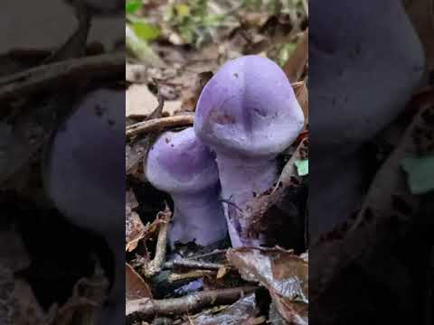 Cortinarius de Contulmo | Cortinarius Contulmensis | Hongos de Chile