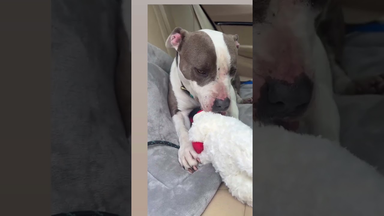 Venus, a Adoptable Pit Bull Terrier in Inglewood, CA video 4/6