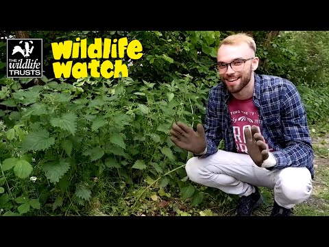 Wildlife Wednesday: How to make nettle soup!