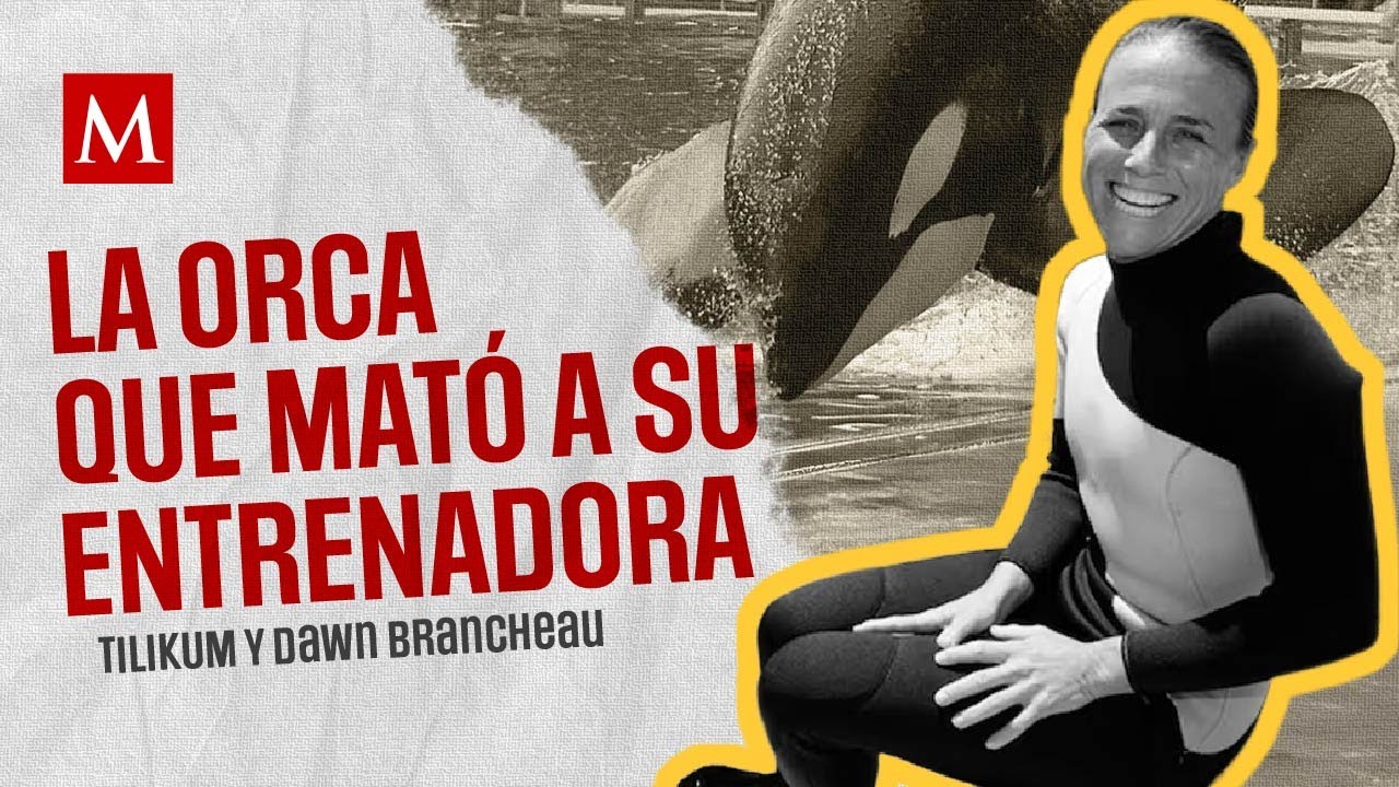 The story of Tilikum and the day that ended the life of Dawn Brancheau, his trainer